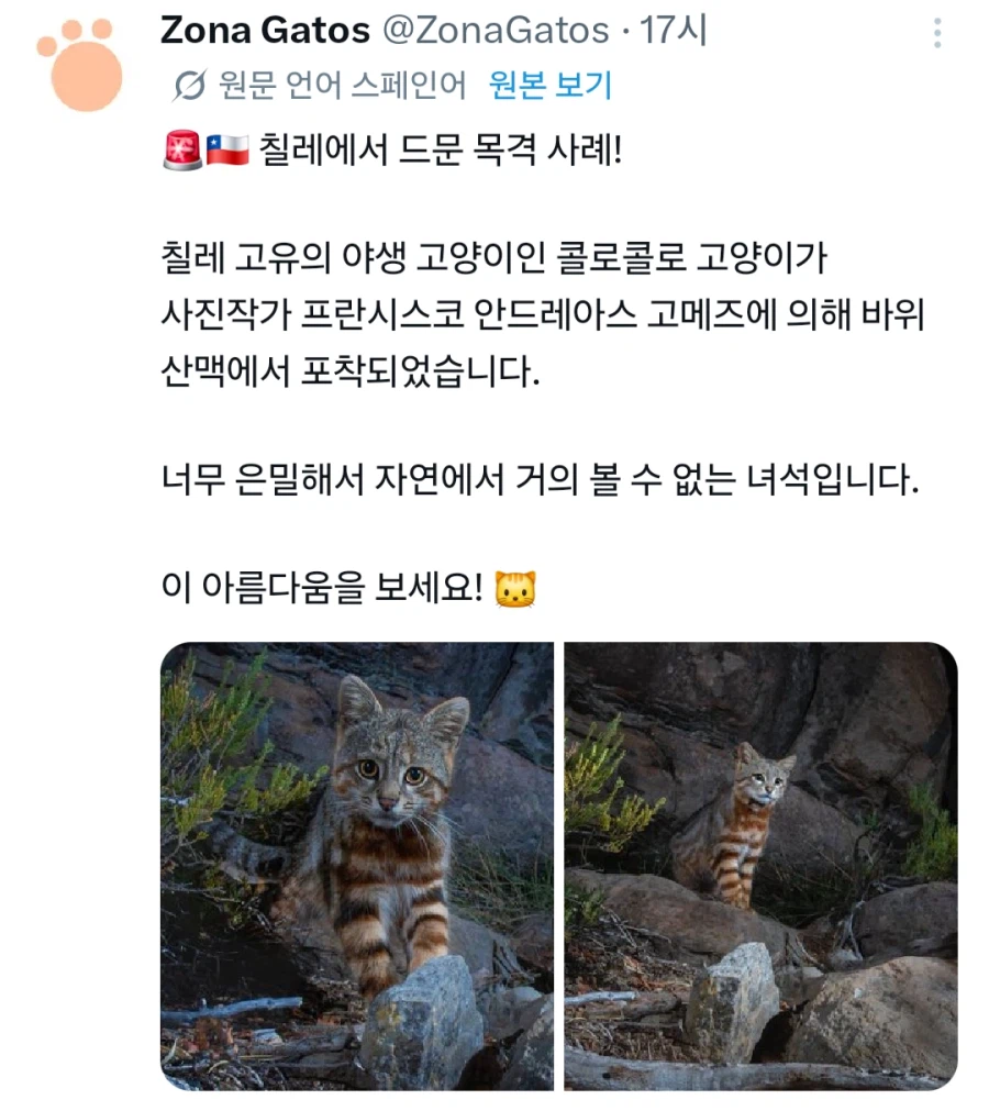 칠레에 이런 귀여운 녀석이 있었다니_1.webp