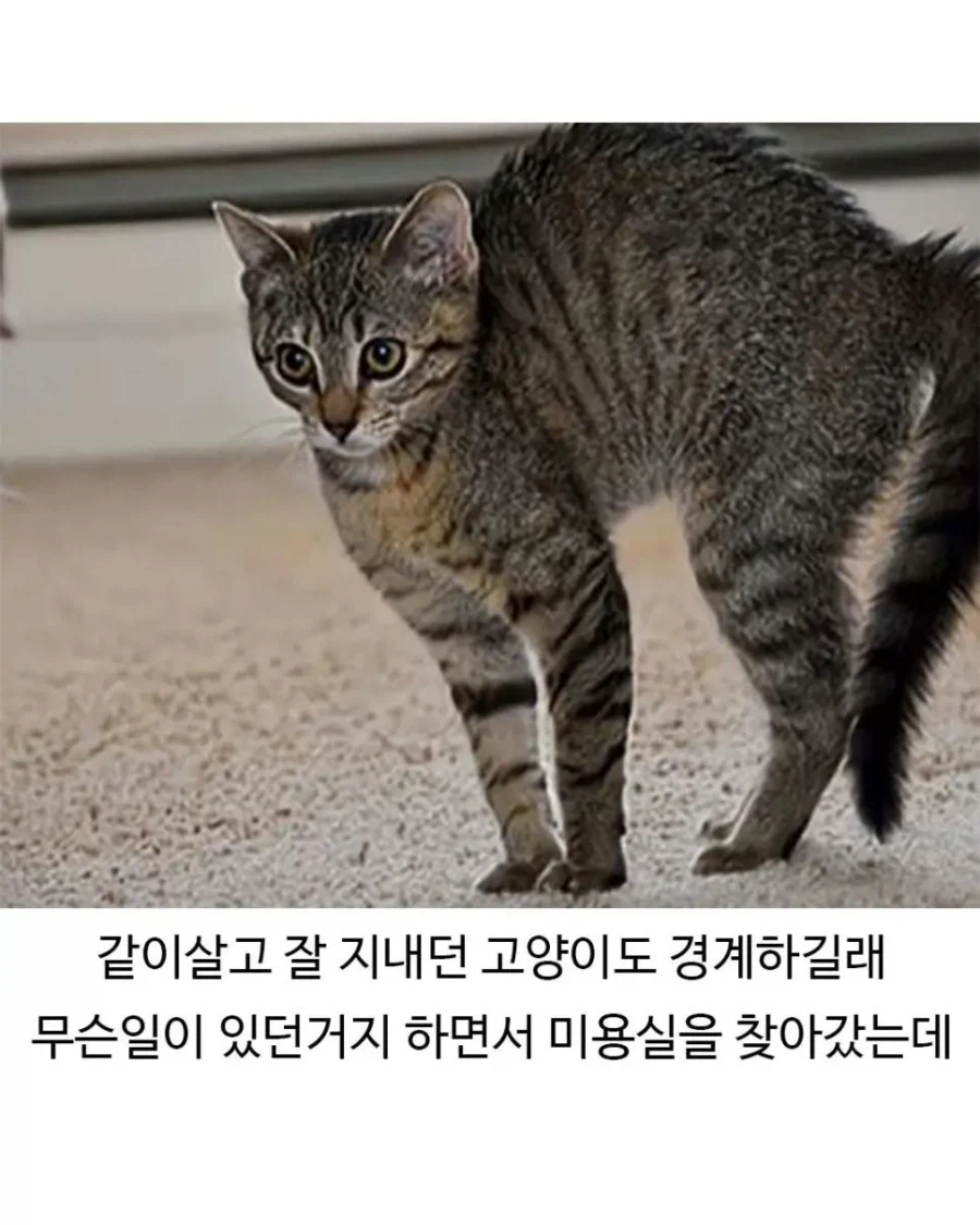 미용실 다녀온 후 표독해진 골댕이_5.webp
