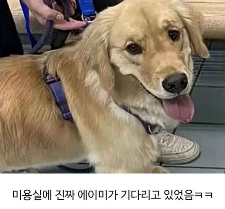 미용실 다녀온 후 표독해진 골댕이_6.webp