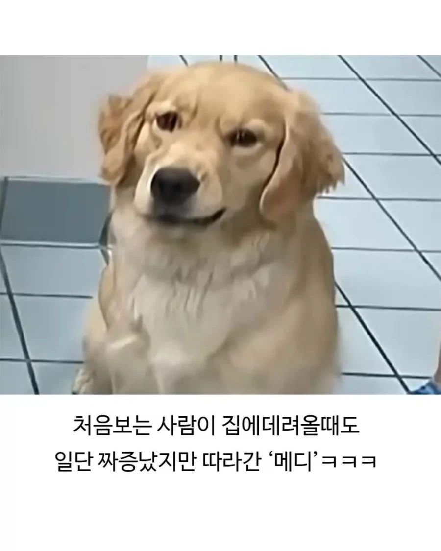 미용실 다녀온 후 표독해진 골댕이_8.webp