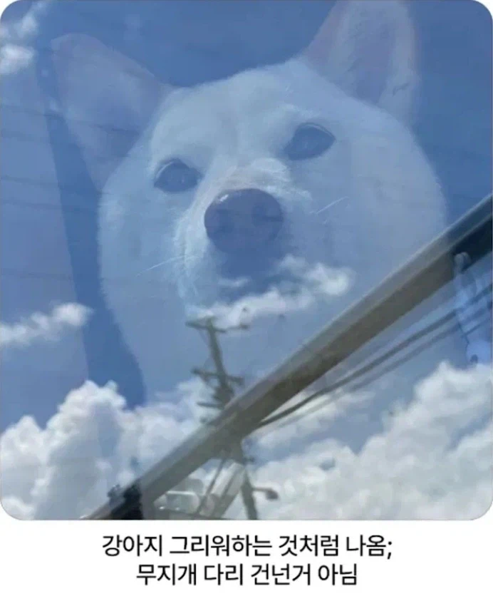 강아지 무지개다리 건넌 거 아님.jpg_1.webp