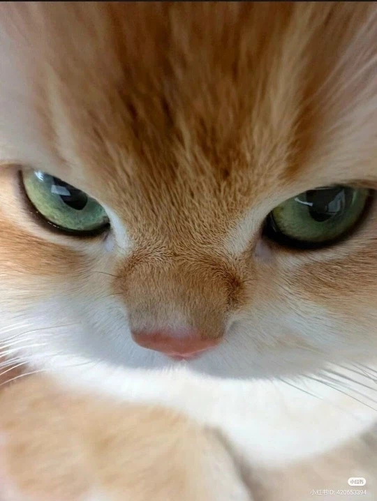 근데 펄어비스는 왜 마음을 바꾼걸까_1.webp
