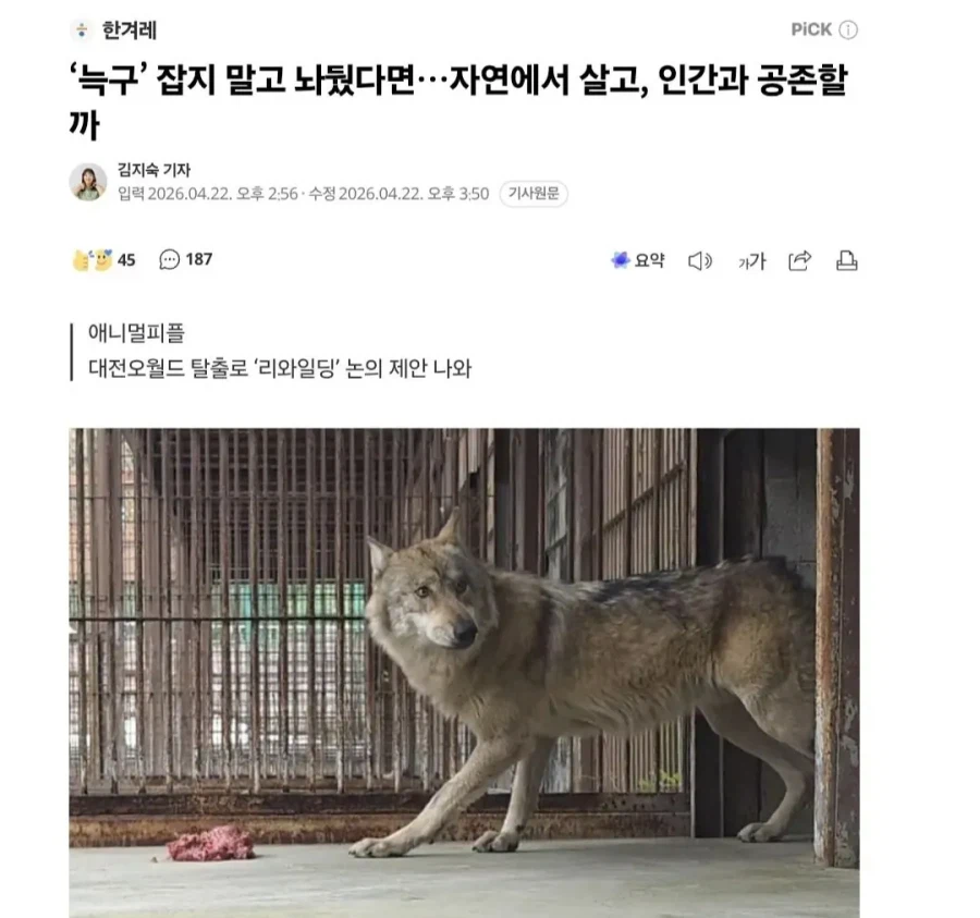 늑구는 잡지 말았어야 한다_1.webp