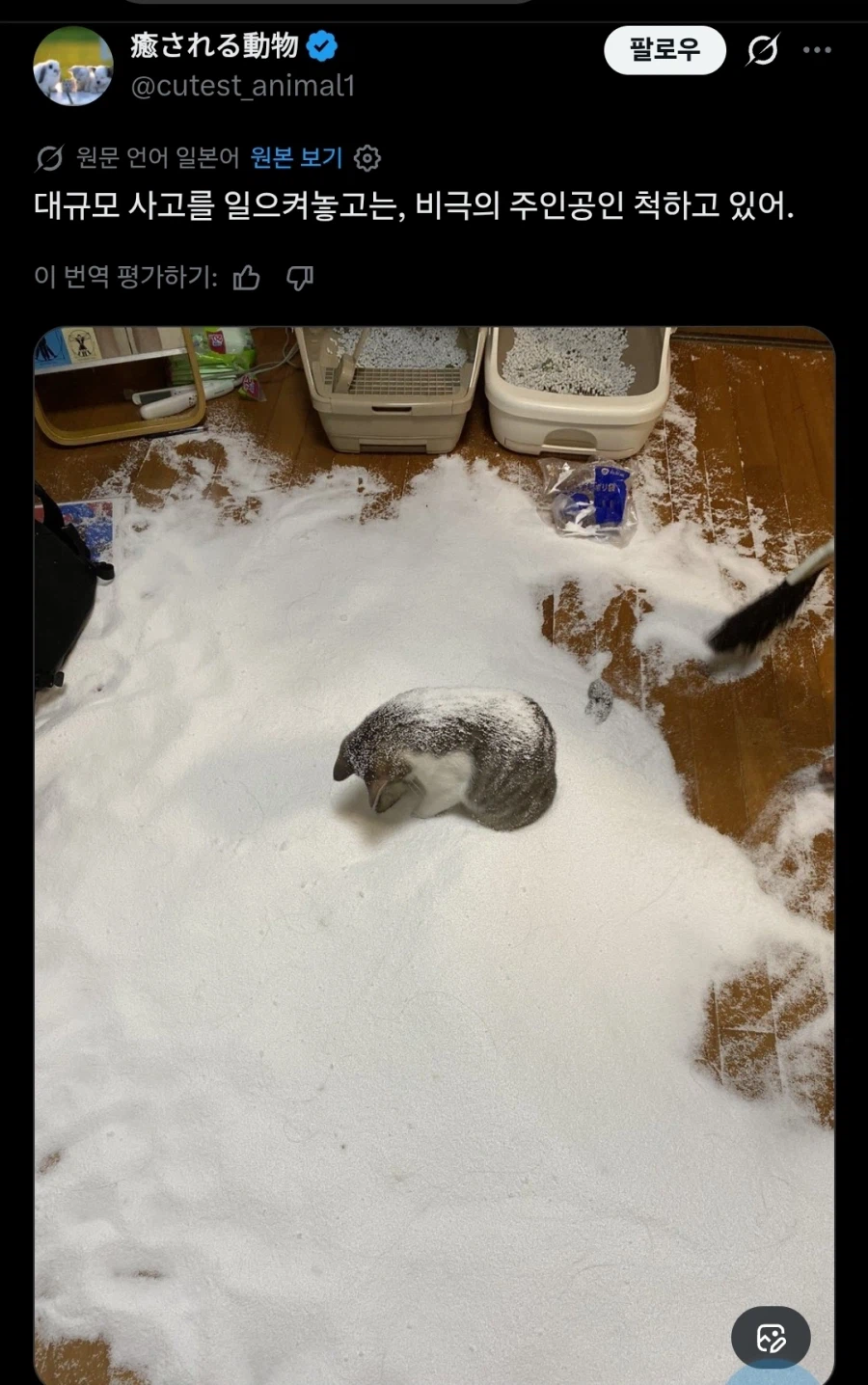 비극의 주인공이 되어버린 고양이_1.webp