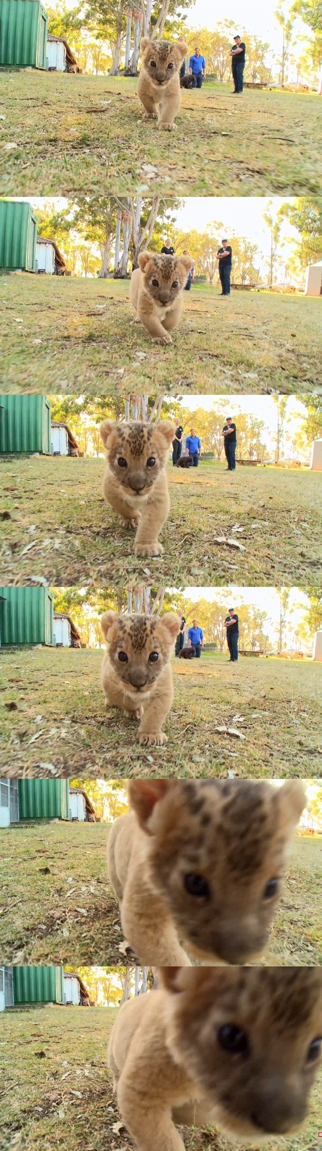 무시무시한 사자가 당신에게 다가옵니다.png_1.webp