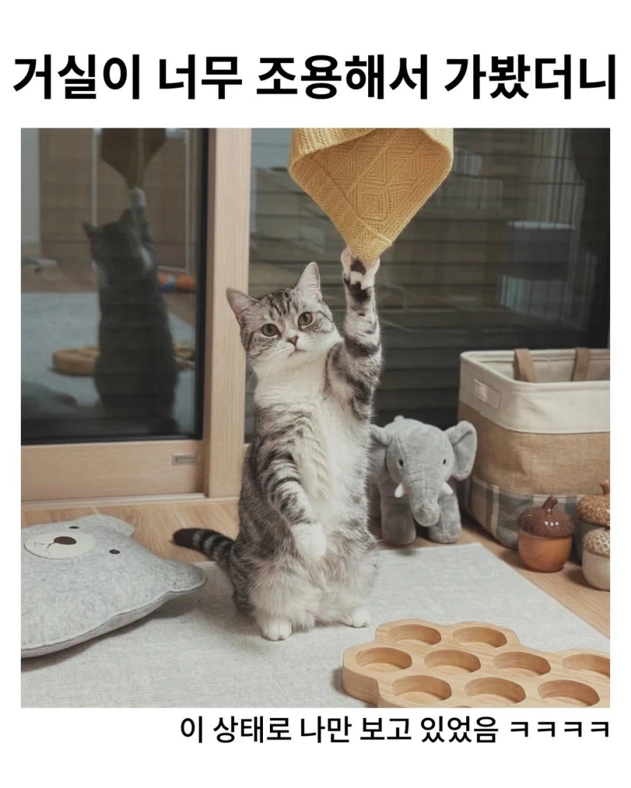 고양이가 조용해서 가보니..._1.webp