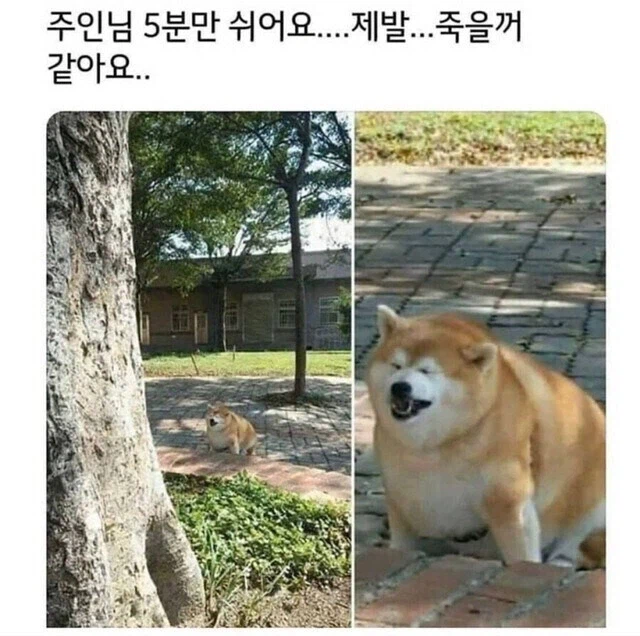 주인아... 니 산책 중독이다..._1.webp