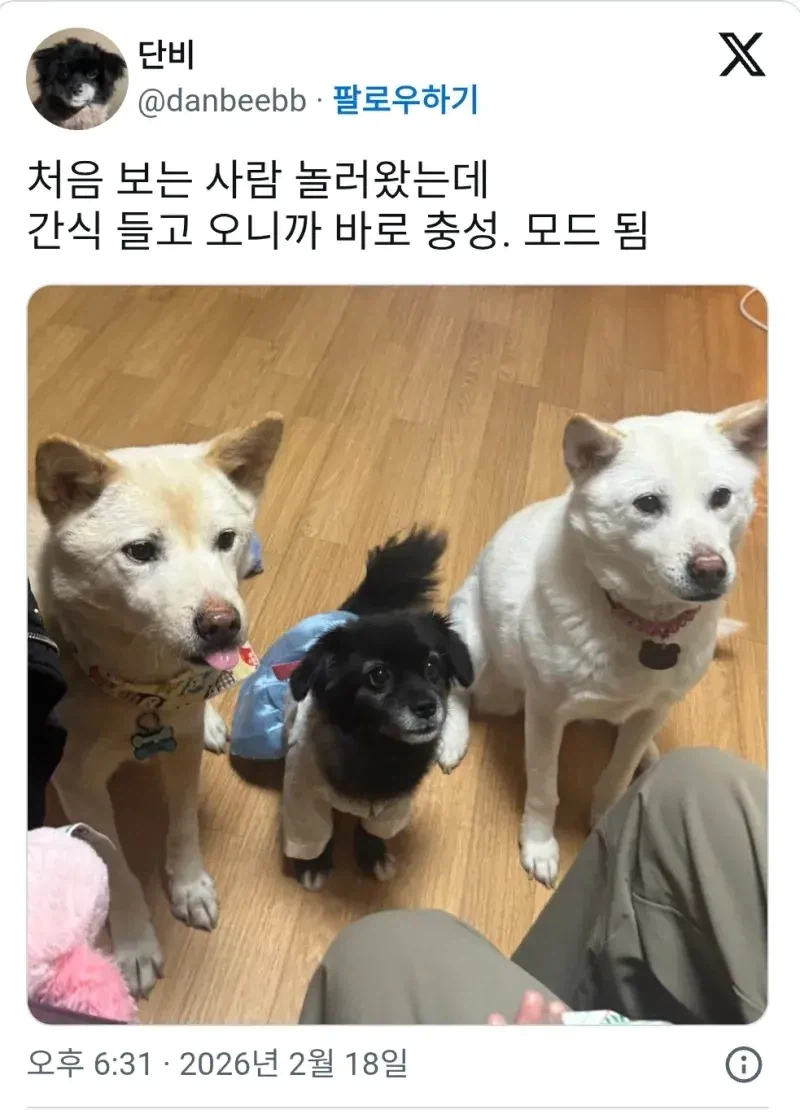 강아지들이 낯선 사람에게 짖지 않는 이유_1.webp