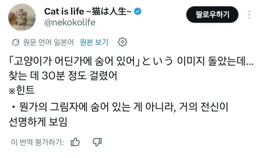 고양이가 있대! gpt야 찾아줘!_1.webp