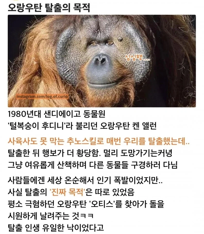 어느 동물원 오랑우탄이 자꾸 탈출하던 이유_1.webp