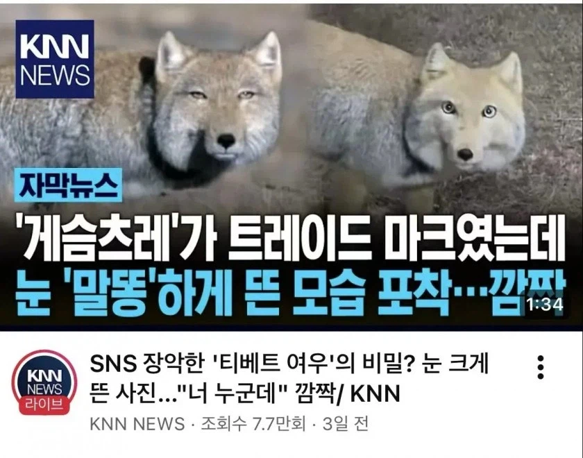 잠깬 티벳 여우_1.webp
