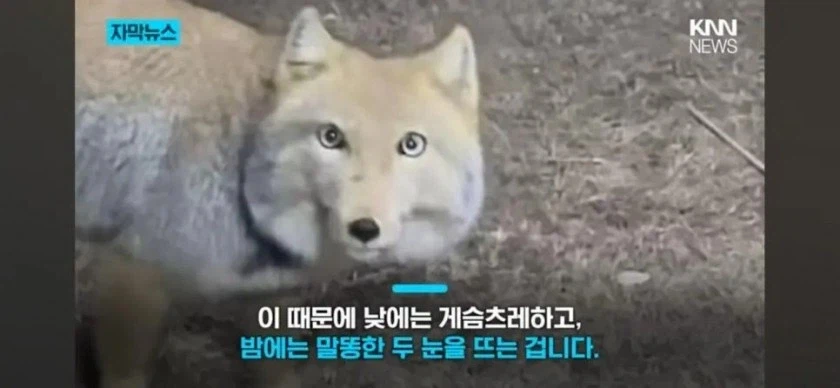 잠깬 티벳 여우_2.webp