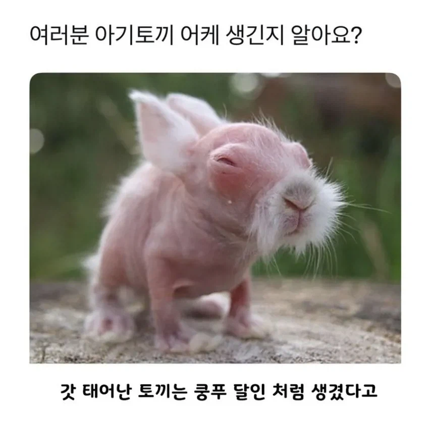 아기토끼의 비밀.jpg_1.webp