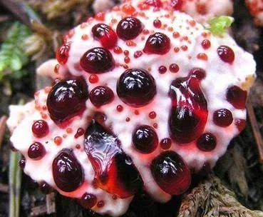 생크림 딸기쨈맛 식용버섯_1.webp