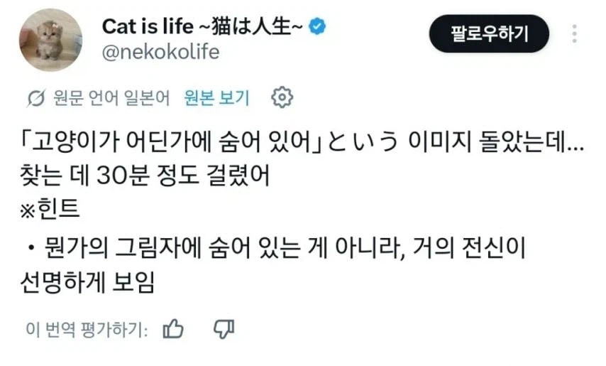 클록킹 고양이 ㅋㅋ.jpg_1.webp