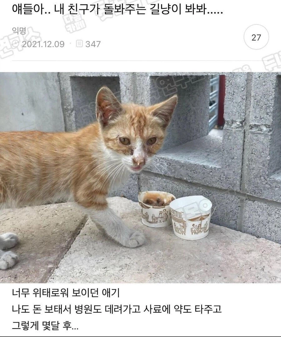 자꾸 길냥이에게 밥주는 캣맘;;_1.webp