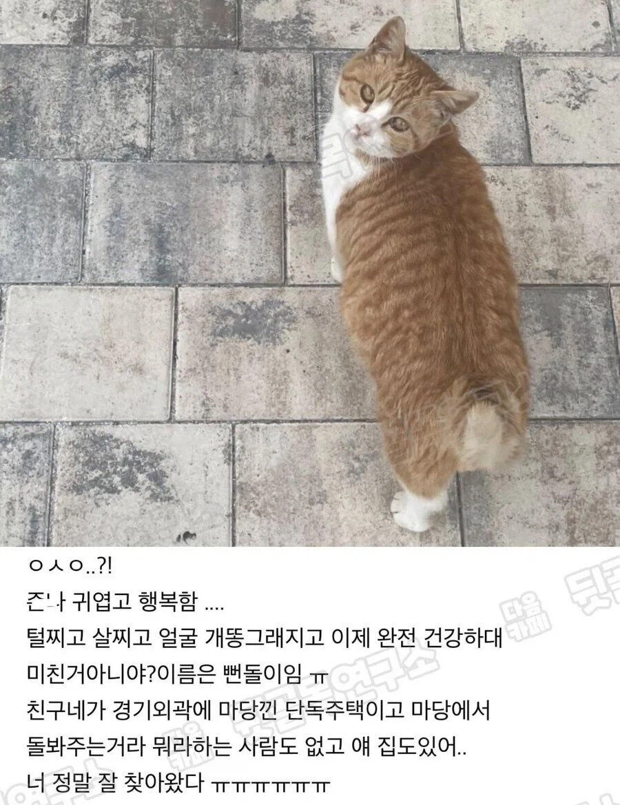 자꾸 길냥이에게 밥주는 캣맘;;_2.webp