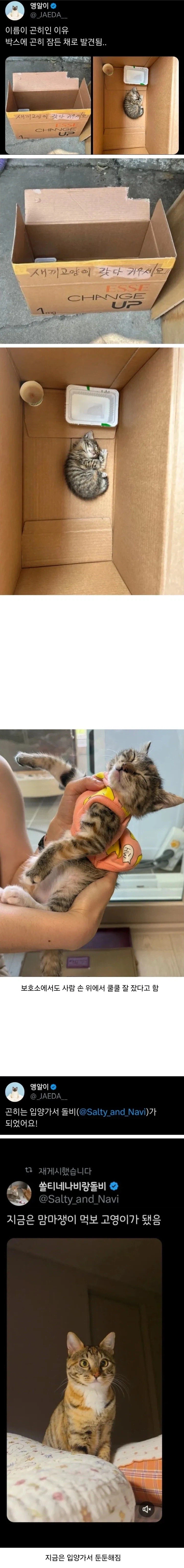 고양이 이름이 곤히가 된 이유.jpg_1.webp