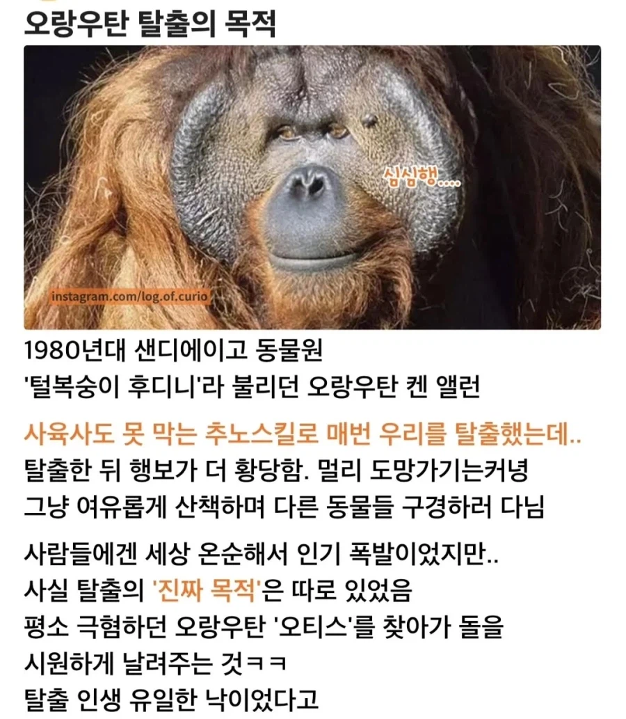 오랑우탄이 탈출한 이유_1.webp