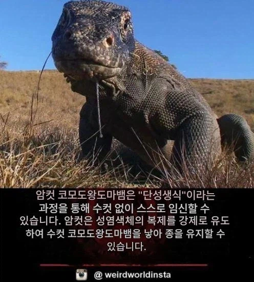코모도 드래곤은 암컷만 남으면 단성생식으로 남편을 낳는다고 함_1.webp