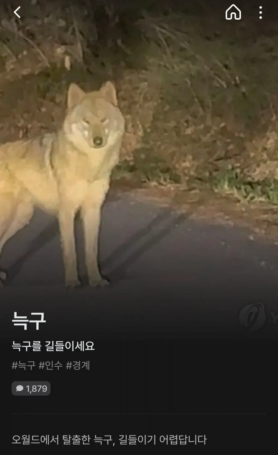 늑구 하다하다 이건 또 뭐냐 늑구_1.webp