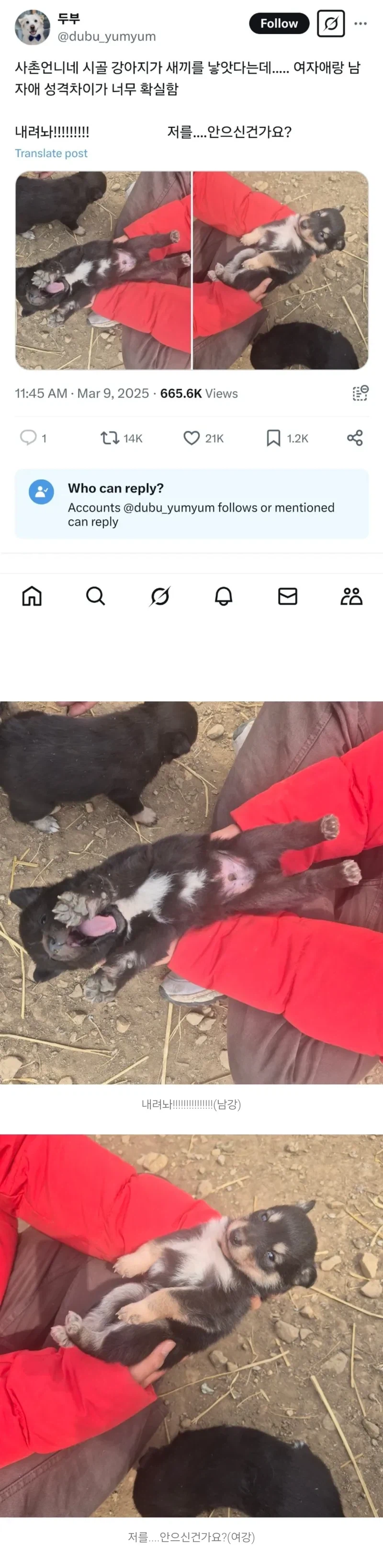 성별 따라 성격 차이 확실한 시골 멍뭉이.jpg_1.webp