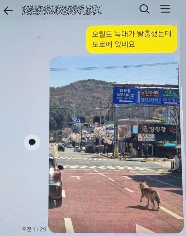 늑구 ai가짜사진땜에 빡친 경찰._1.webp
