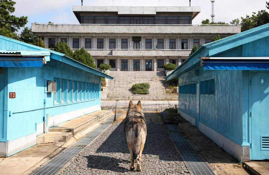 늑구 사건으로 군당국이 빡친점_1.webp