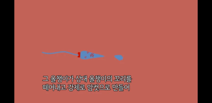 오토코노코가 임신 가능한 이유_2.webp