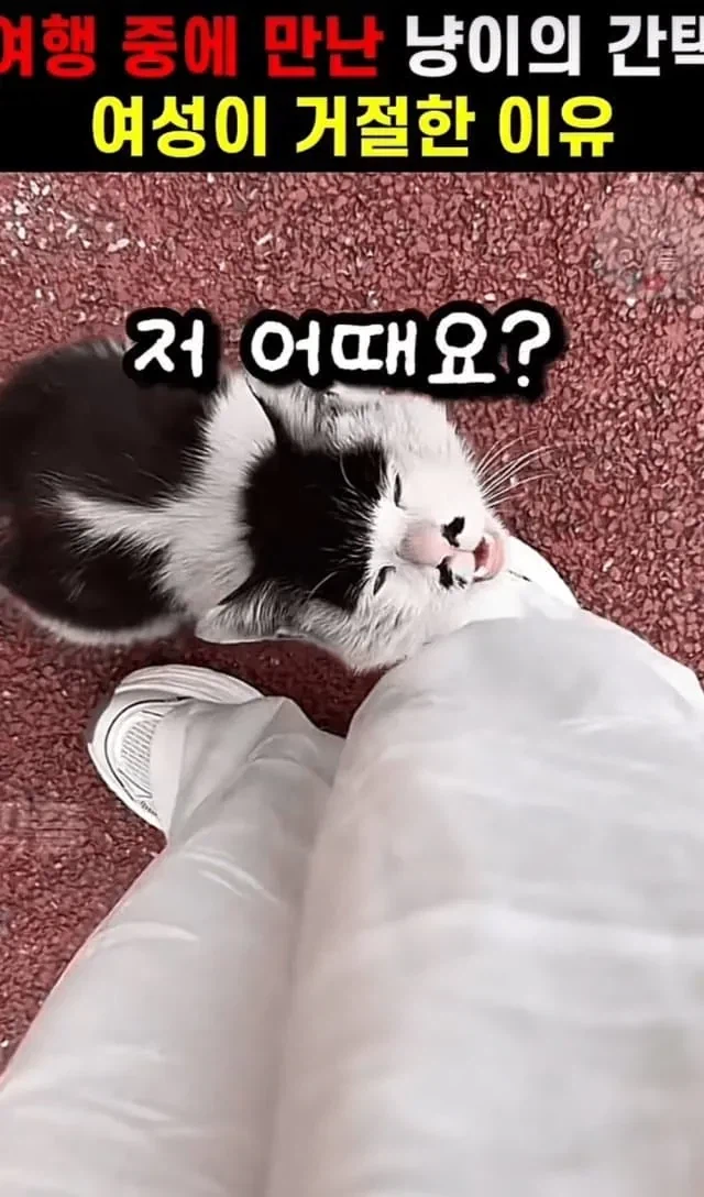 고양이의 간택을 거절한 이유_1.webp