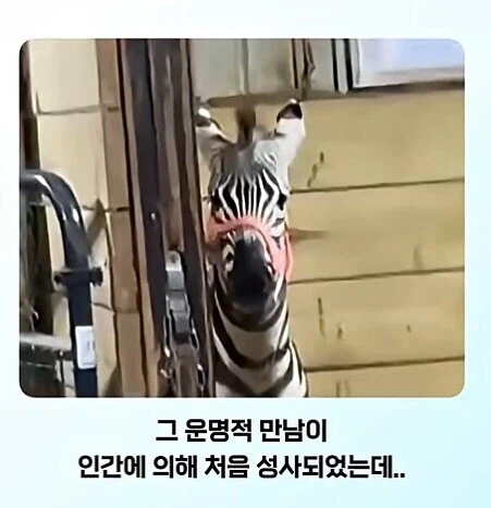 말 입장에서 말이 안되는 상황.jpg_2.webp