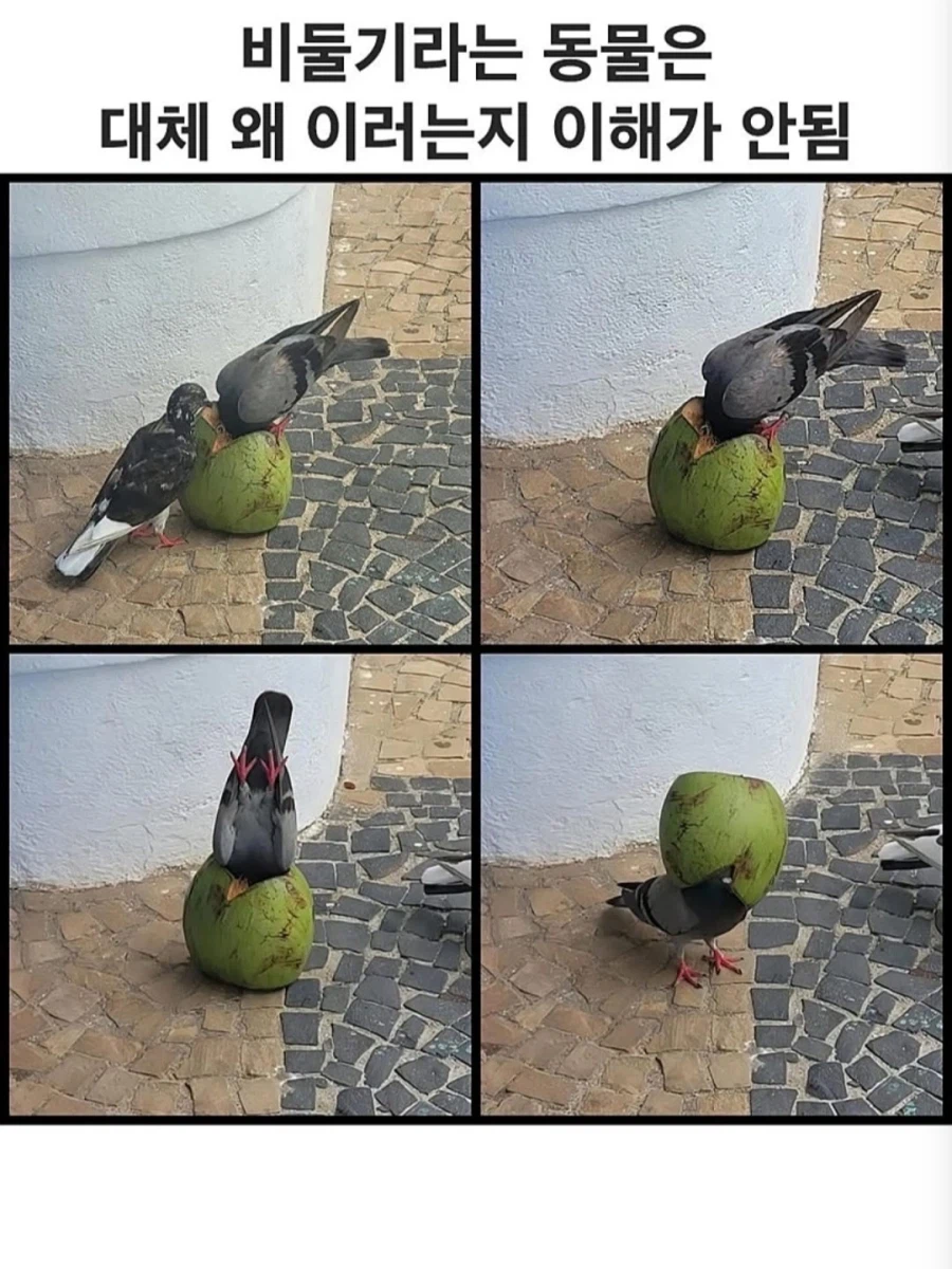 고양이보다 이해안되는 동물.jpg_1.webp