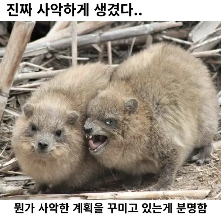 진짜 사악하게 생겼다_1.webp