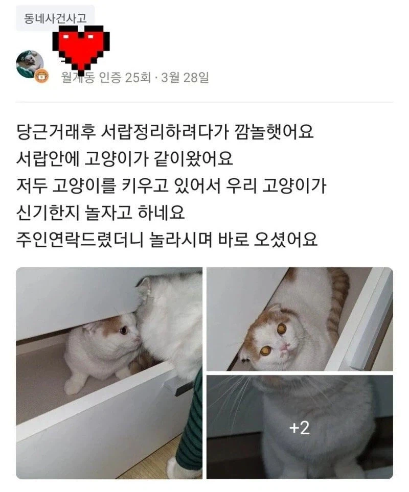 당근마켓에서 서랍을 샀는데 고양이가 들어있음_1.webp