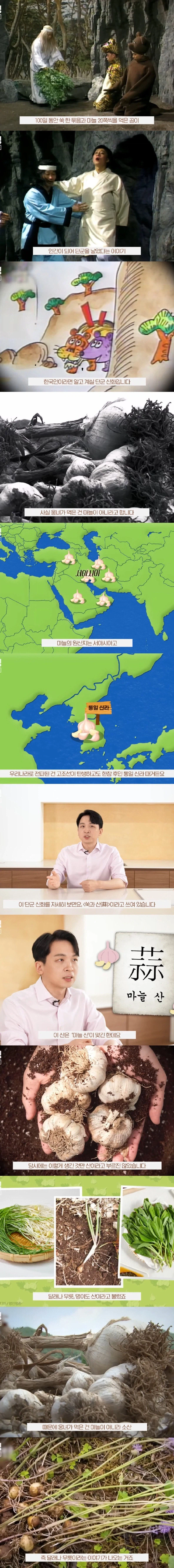 단군신화의 마늘과 쑥에 대한 진실.jpg_1.webp