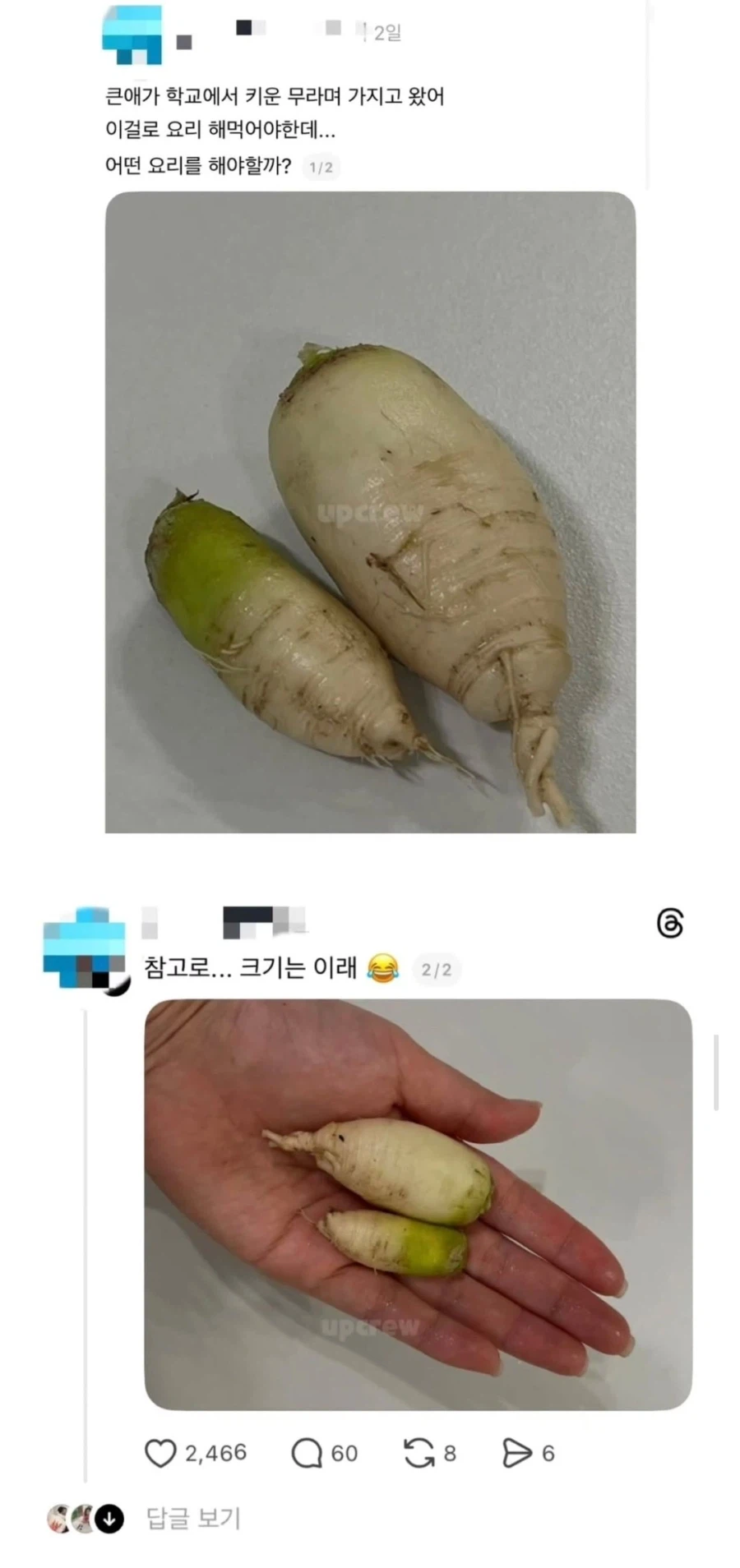 큰 애가 학교에서 키운 무라는데 어떻게 요리하냐_1.webp