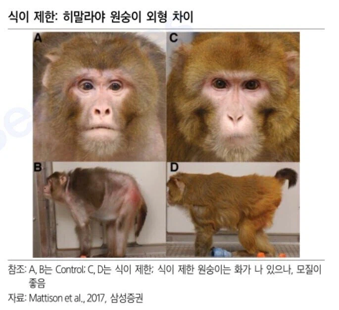 원숭이로 알아보는 식이제한 효능_1.webp