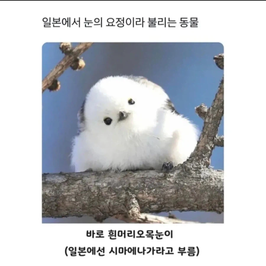 일본에서 눈의 요정이라 불리는 동물_1.webp