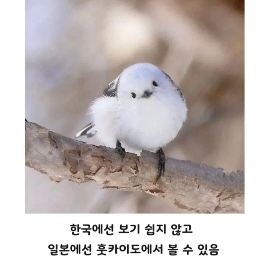 일본에서 눈의 요정이라 불리는 동물_2.webp