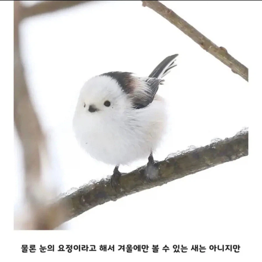 일본에서 눈의 요정이라 불리는 동물_3.webp