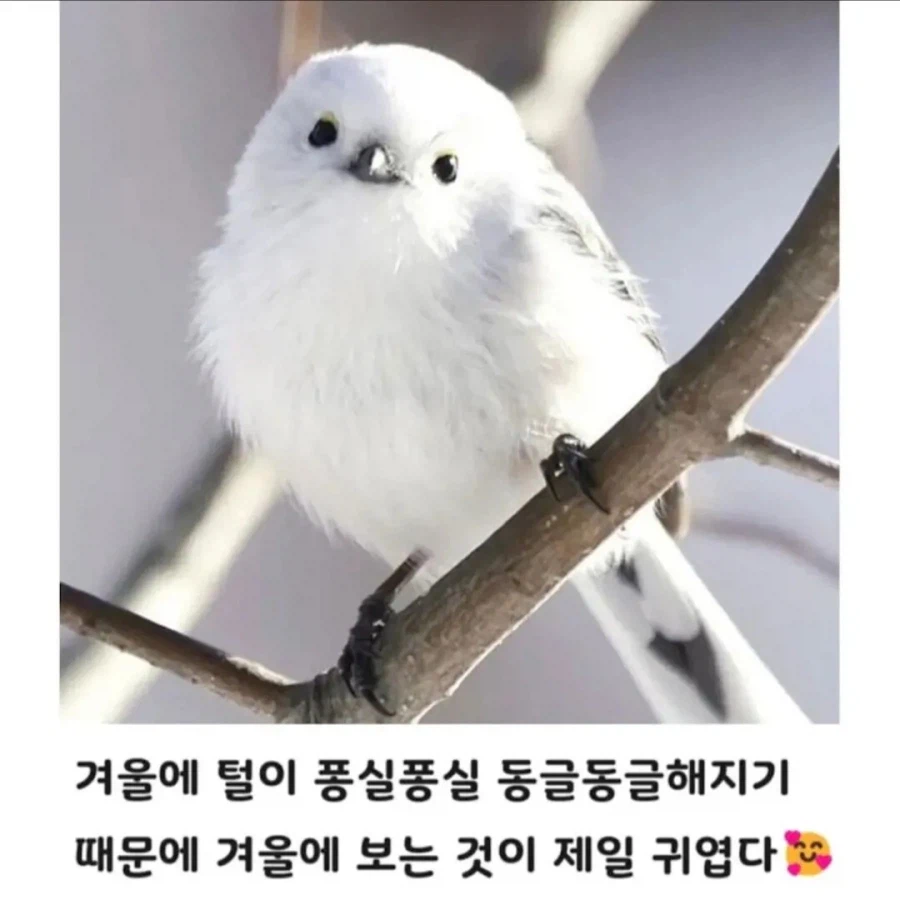 일본에서 눈의 요정이라 불리는 동물_4.webp