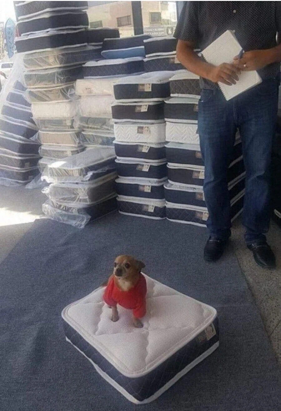 강아지 침대 품질 검사 방법.jpg_1.webp