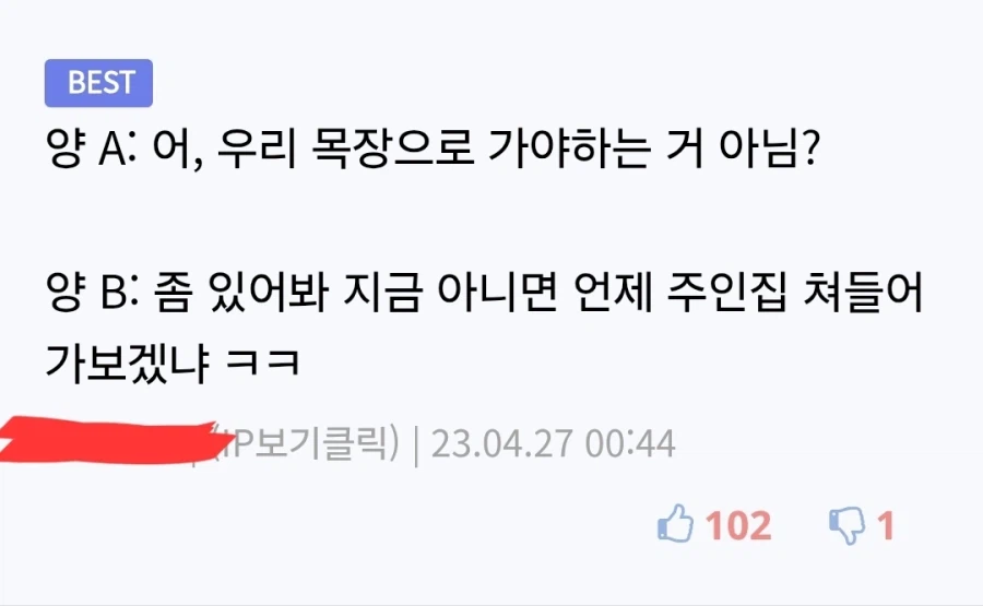 초보 양치기견의 실수.jpg_2.webp