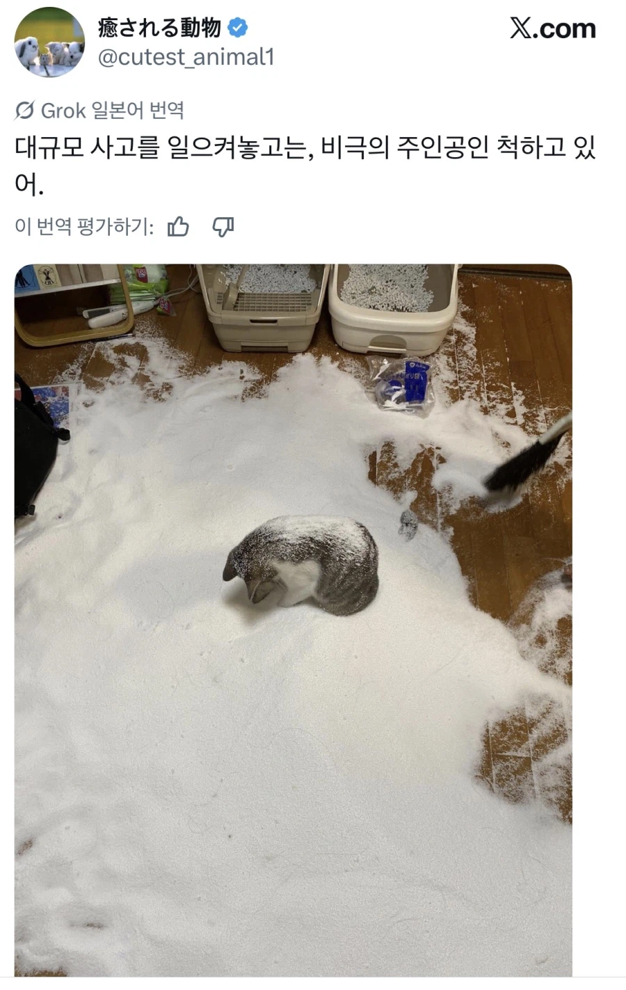 사고쳐놓고 뻔뻔하게 피해자인척 함.jpg_1.webp