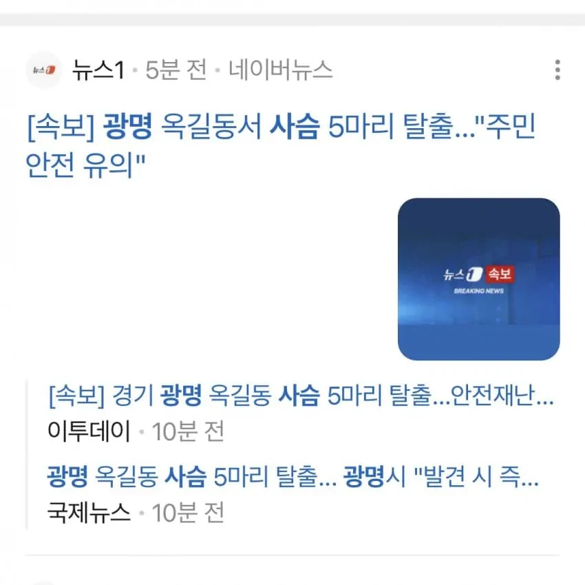 늑구 전성기 끝남.jpg_2.webp