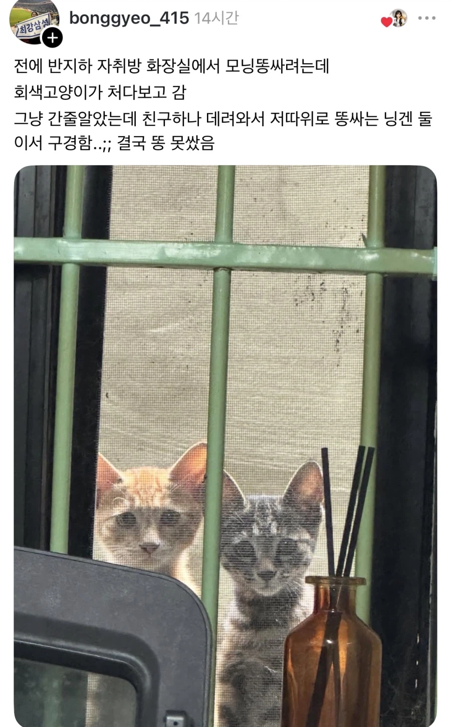 반지하 살면 생기는 일.jpg_1.webp