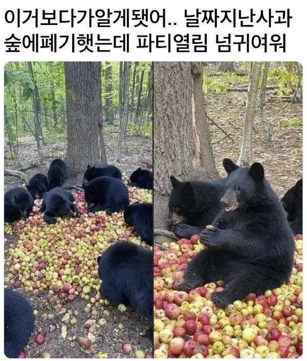 날짜 지난 사과를 숲에 버린 결과_1.webp