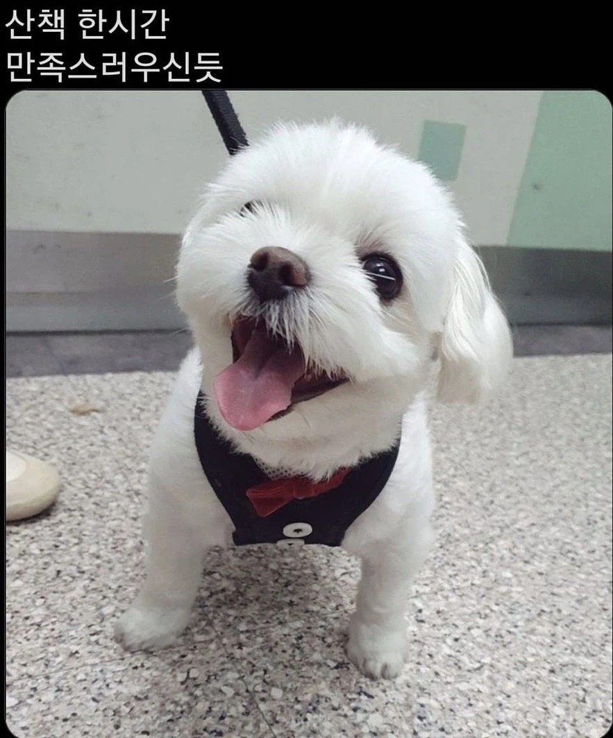 강아지에게 산책 1시간의 효과_1.webp