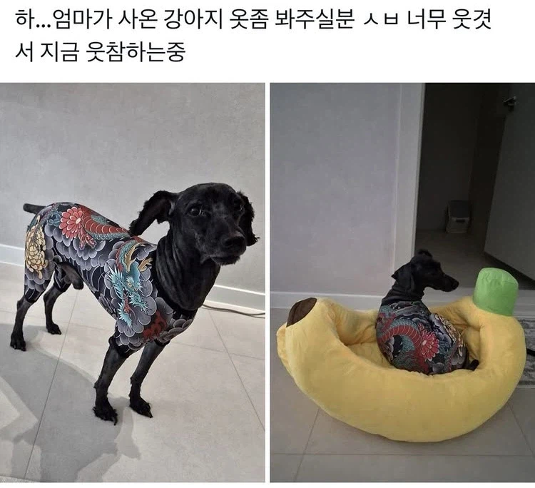 엄마가 사온 강아지옷_1.webp