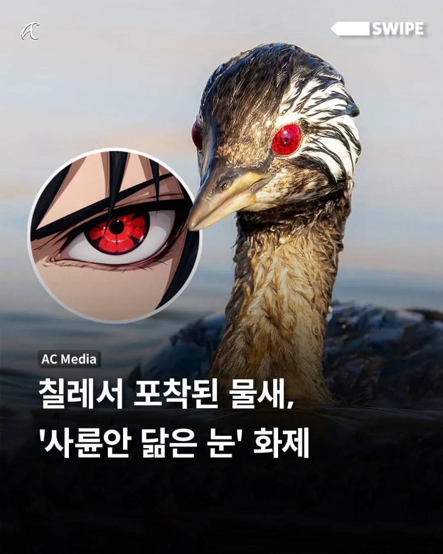 사륜안을 가진 물새.jpg_1.webp